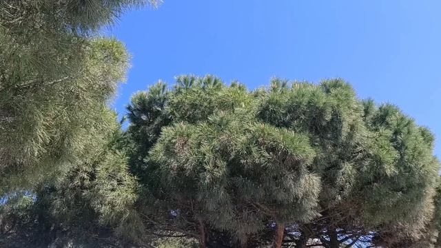 ПАНСИОНАТ  " НЕВА "
АЛУШТА.
23.05.2025.
