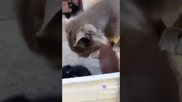 сеичас маму позову