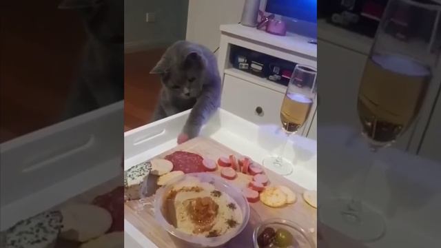 Наш TG https://t.me/liveofcats