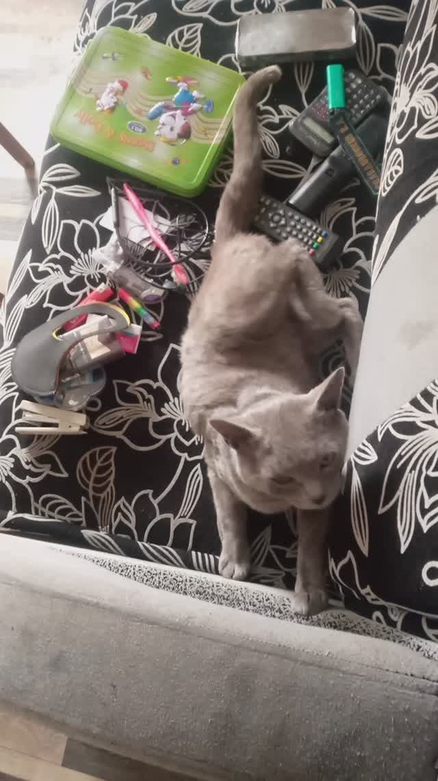 котейка выспался