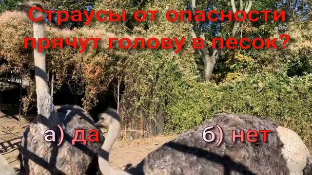 ПРОСТЫЕ ВОПРОСЫ - ИНТЕРЕСНЫЕ ОТВЕТЫ.