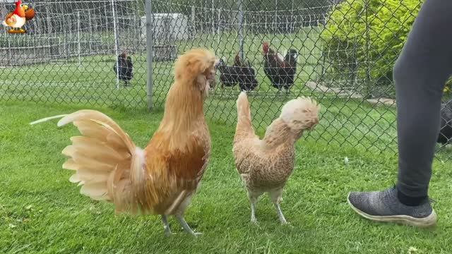 Идеальное птицеводство достойно восхищения 🐓🦆🦢🦚🦃🐔 эпизод (226)