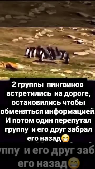Попутал толпу