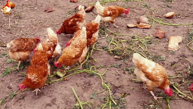 Любовь птицевода к Курочкам 🐥🐔🥚 Нежное видео 🐓 Версия (62)