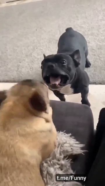 Содержательный и очень интересный разговор?Договорились ли?! 🐕🥰👍