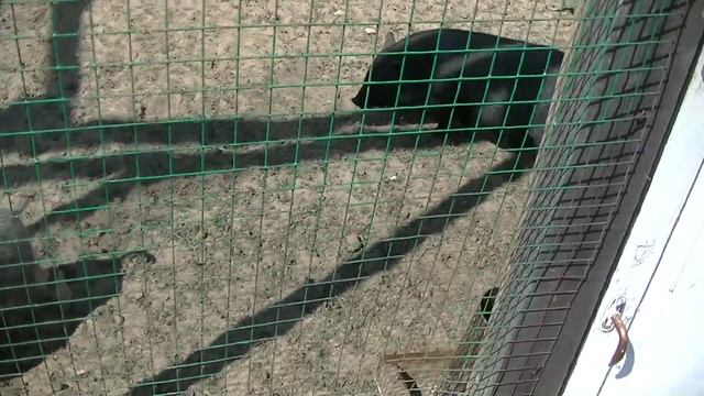 vatravel.ru Страусиная ферма Макарьевский страус (п.Макарьево, Нижегородская обл)