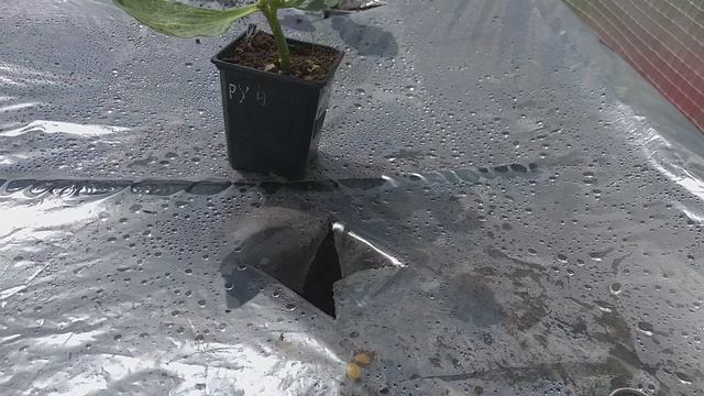 Посадка арбузов  в Нижегородской области