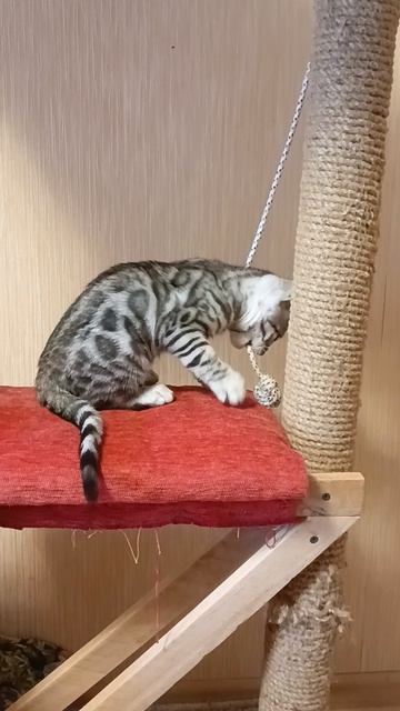 Бегальская девочка котенок