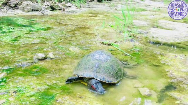 🐢 Гармония, поцелованная солнцем: Целебное пение птиц и мирная прогулка черепахи в ясный день