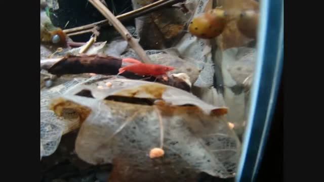 Neocaridina davidi Red (Красный огонь).