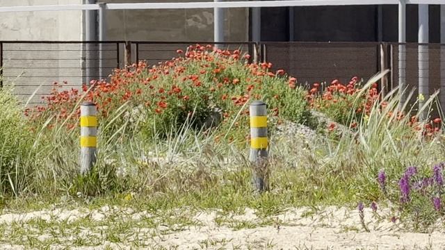 24.05.2025 Азовское море, Голубицкая. Погода, температура Пляжи, водоросли, обстановка прямо сейчас