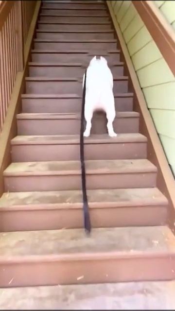По лестнице в припрышку