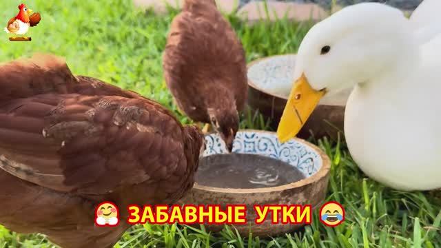 Забавные утки мускусные и пекинские на свободном выгуле ч.(35) ❣️🤗😂