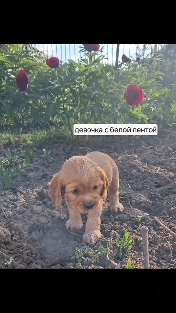 Щенки английского кокер-спаниеля. Готовы к переезду.