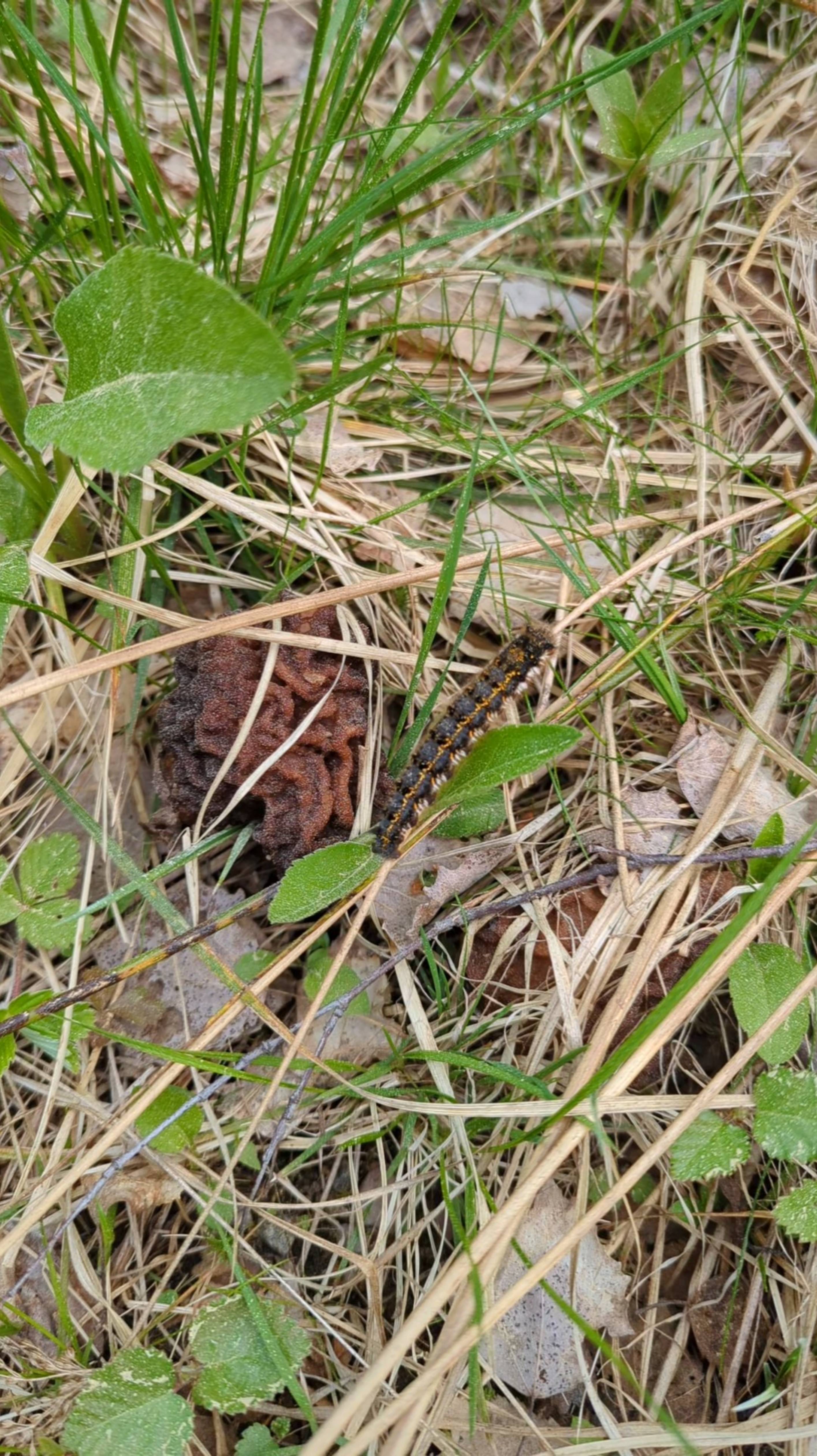 Гусеничка 🐛