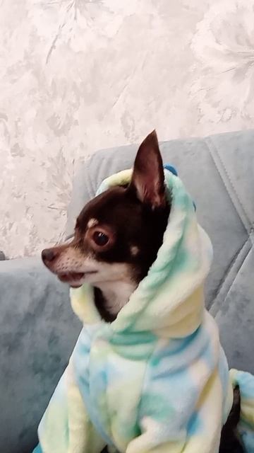 Маффи играет в прятки🐕🦺❤💕