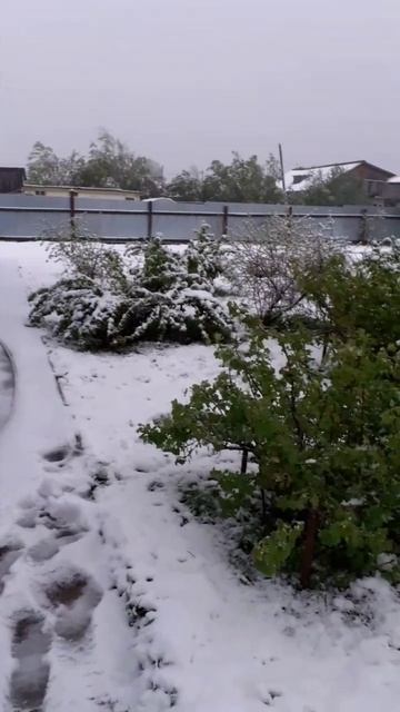 Стряхнули снег с кустов