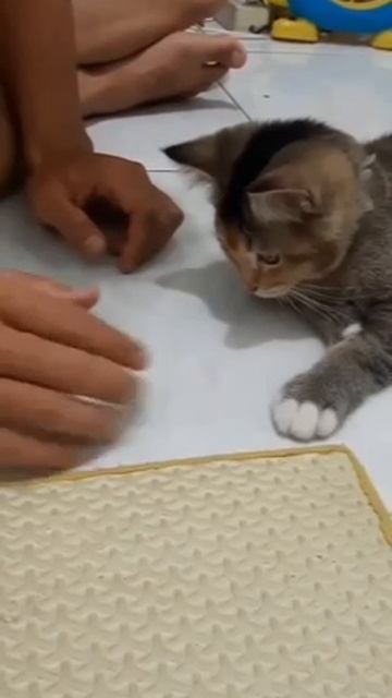 Котёнок быстро учится