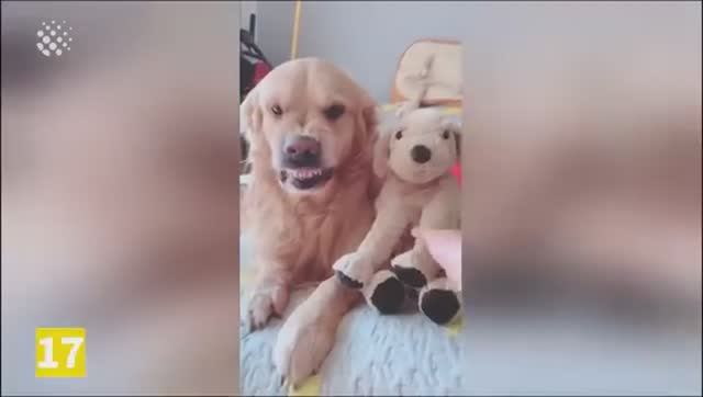Забавные животные