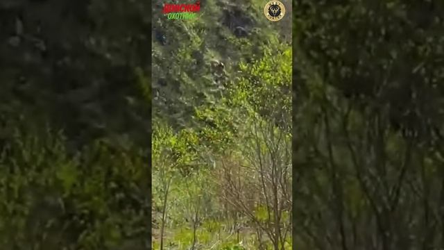 Горная охота  .Что мы там видим.