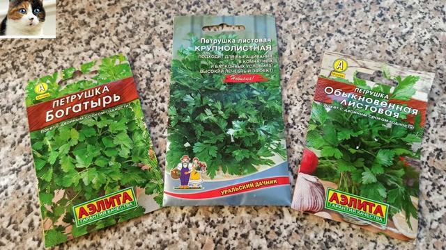 Посев петрушки в открытый грунт весной.  Когда и как правильно сажать петрушку