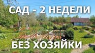 Сад - 2 недели без хозяйки_обзор