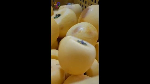 Красивая ферма массового производства сушеной хурмы - 2024 год