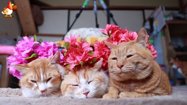 Нарядные Котики расслабляются на солнышке 🌞 🐈🐈🐈 (153)