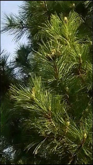 🥰😍🌲