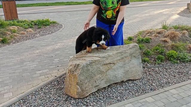 Щенок бернского зененнхунда 3.5 месяца. .mp4