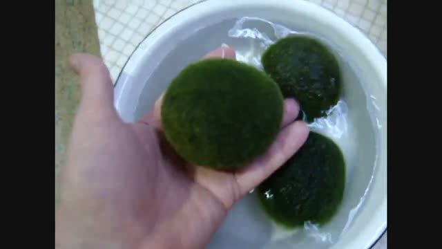 Кладофора шарообразная.
