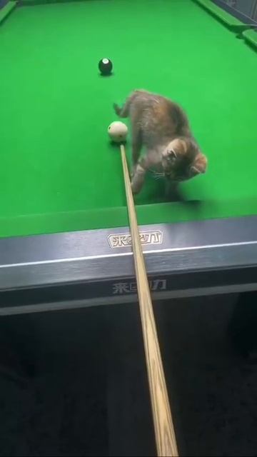 Котик напарник по бильярду