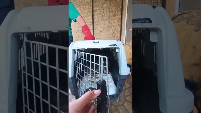 #ямыилюша #помощьбездомнымживотным #raccoon #анапа #reels #животные