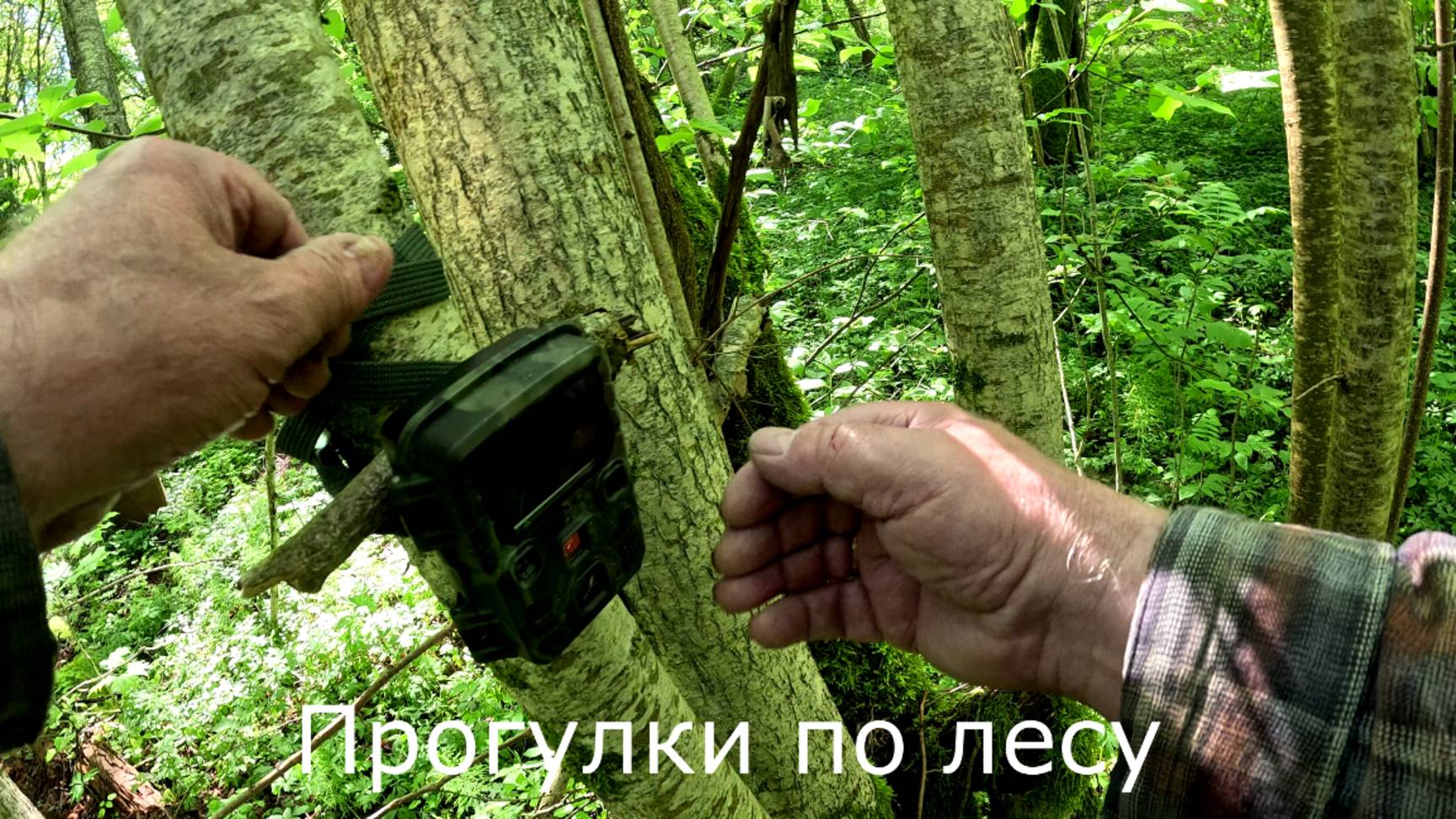 Прогулки по лесу. Снял фотоловушку 1. Сели батареи за 50 суток.