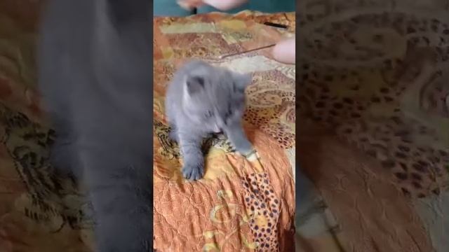 Британский котенок.