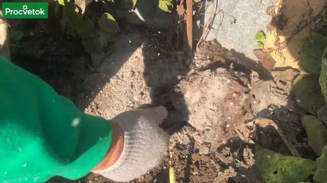 ПОСЛЕ ТАКОЙ ПОДКОРМКИ ОСЕНЬЮ ДАЖЕ САМЫЙ ХИЛЫЙ КЛЕМАТИС БУДЕТ УСЫПАН ЦВЕТАМИ!