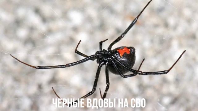 Черные вдовы на СВО