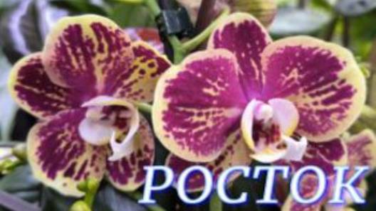 №1080/ СВЕЖИЕ роскошные ОРХИДЕИ в с/ц РОСТОК