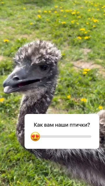 Такие забавные птички