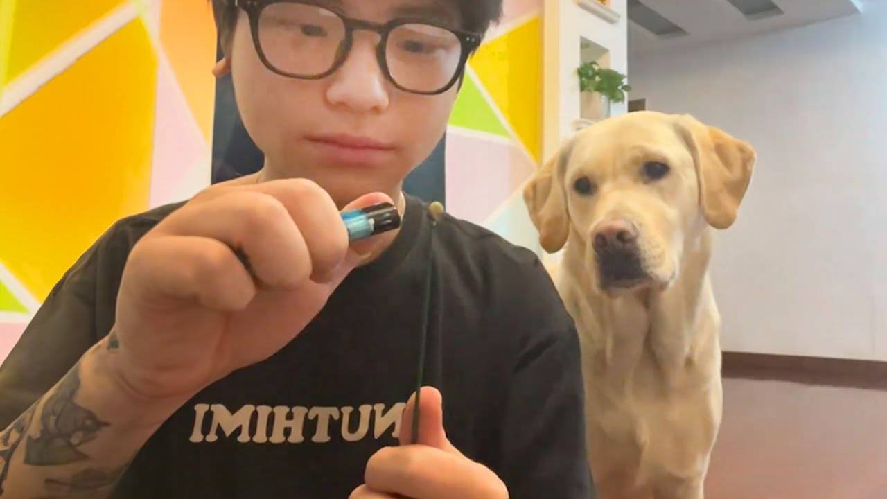 Когда твоя собака веселее обычного 🐶😂 Смешная собака и человек
