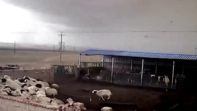 Ураган сбивает с ног животных