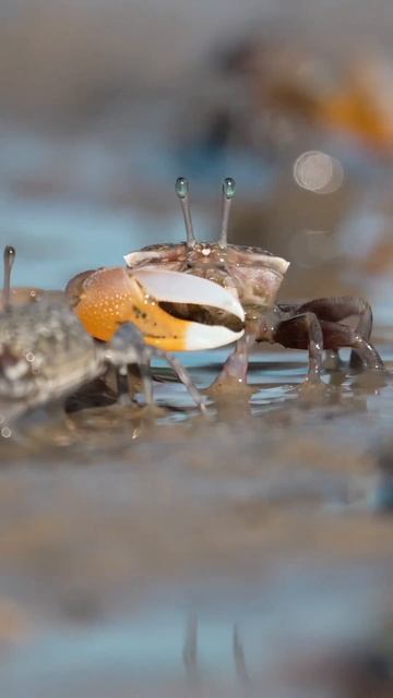 Завораживающе 🦀