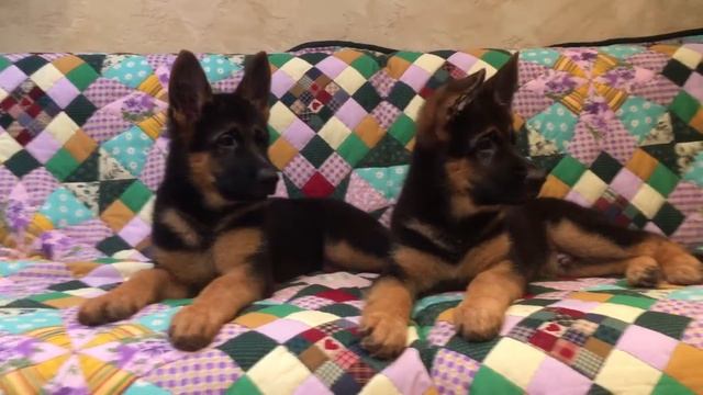 Шенки(сука и кобель)Ben vom Anrachtal&Gerda vom Haus Kseni 2,5 месяца