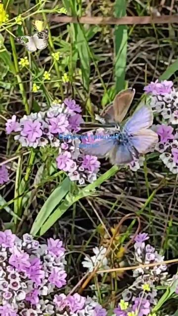 танцующие бабочки