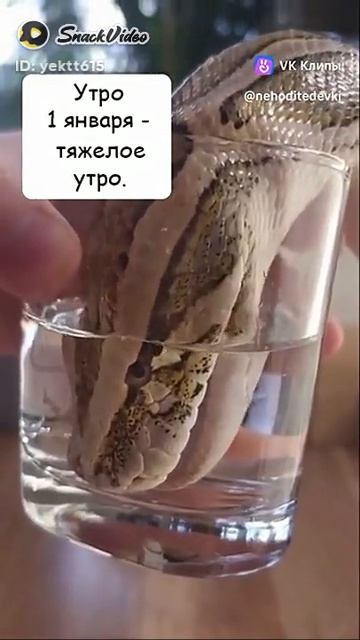 Топ shorts