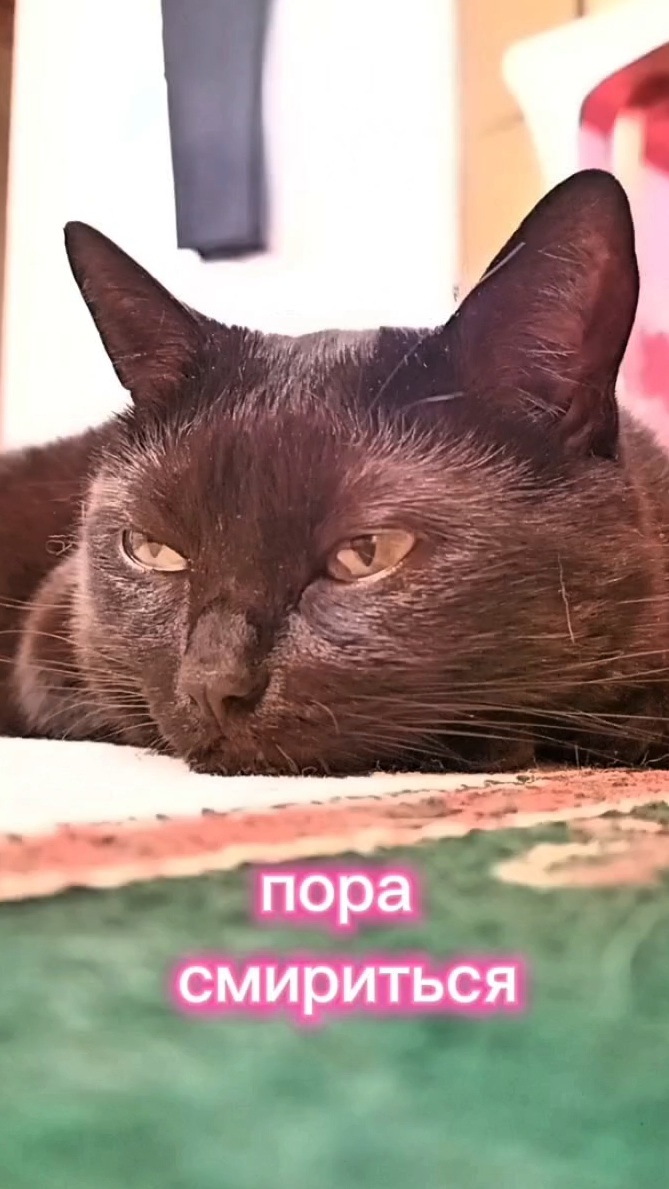 Пора смириться. Кошки с озвучкой.
