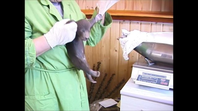 СПАСЕНИЕ МЕДВЕЖАТ-СИРОТ: КАК ВСЕ НАЧИНАЛОСЬ?