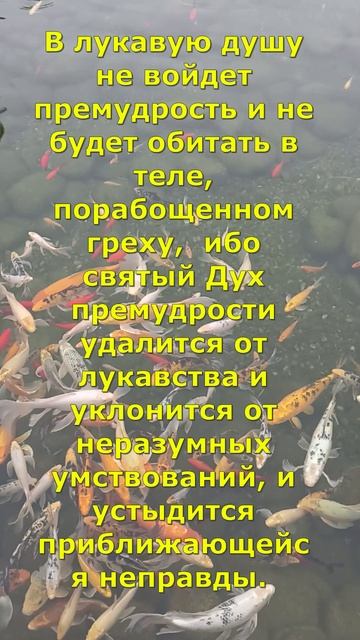 Премудрость