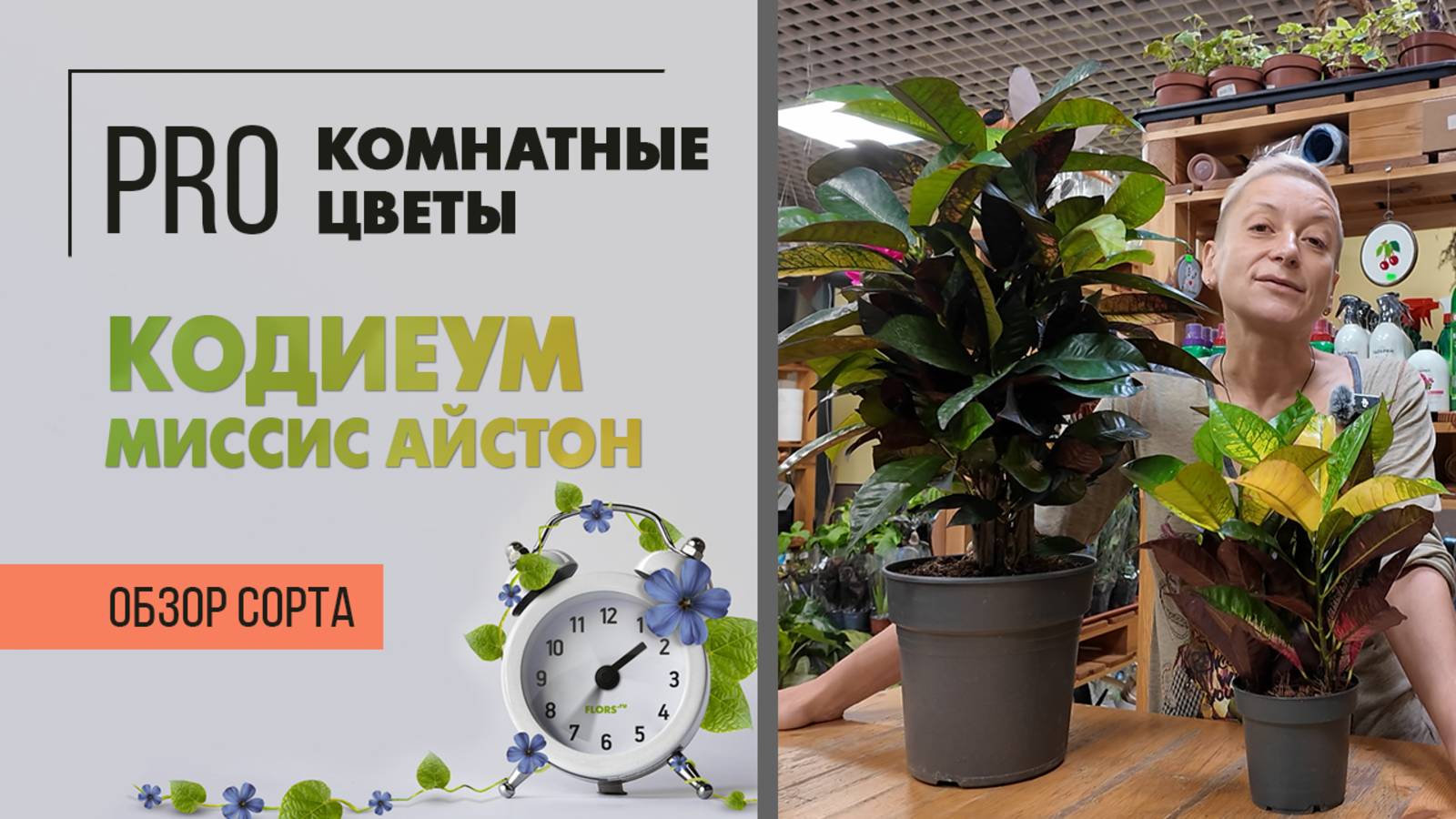 Кодиеум Миссис Айстон большой и маленький. Интересные разноцветные листья. Обзор сорта растения.