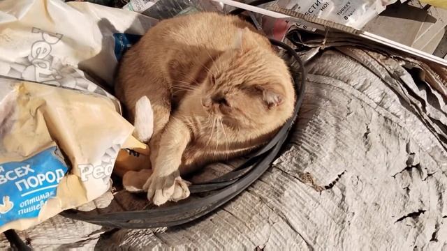 Добрый день.🥰☺️👋 следующее видео ,,Кошкин дом"